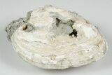 Fossil Clam with Fluorescent Calcite Crystals - Ruck's Pit, FL #194208-2